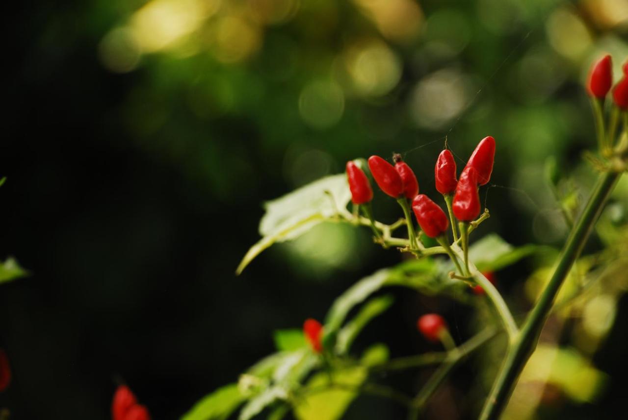 Maracumbo Lodge Mompiche ภายนอก รูปภาพ